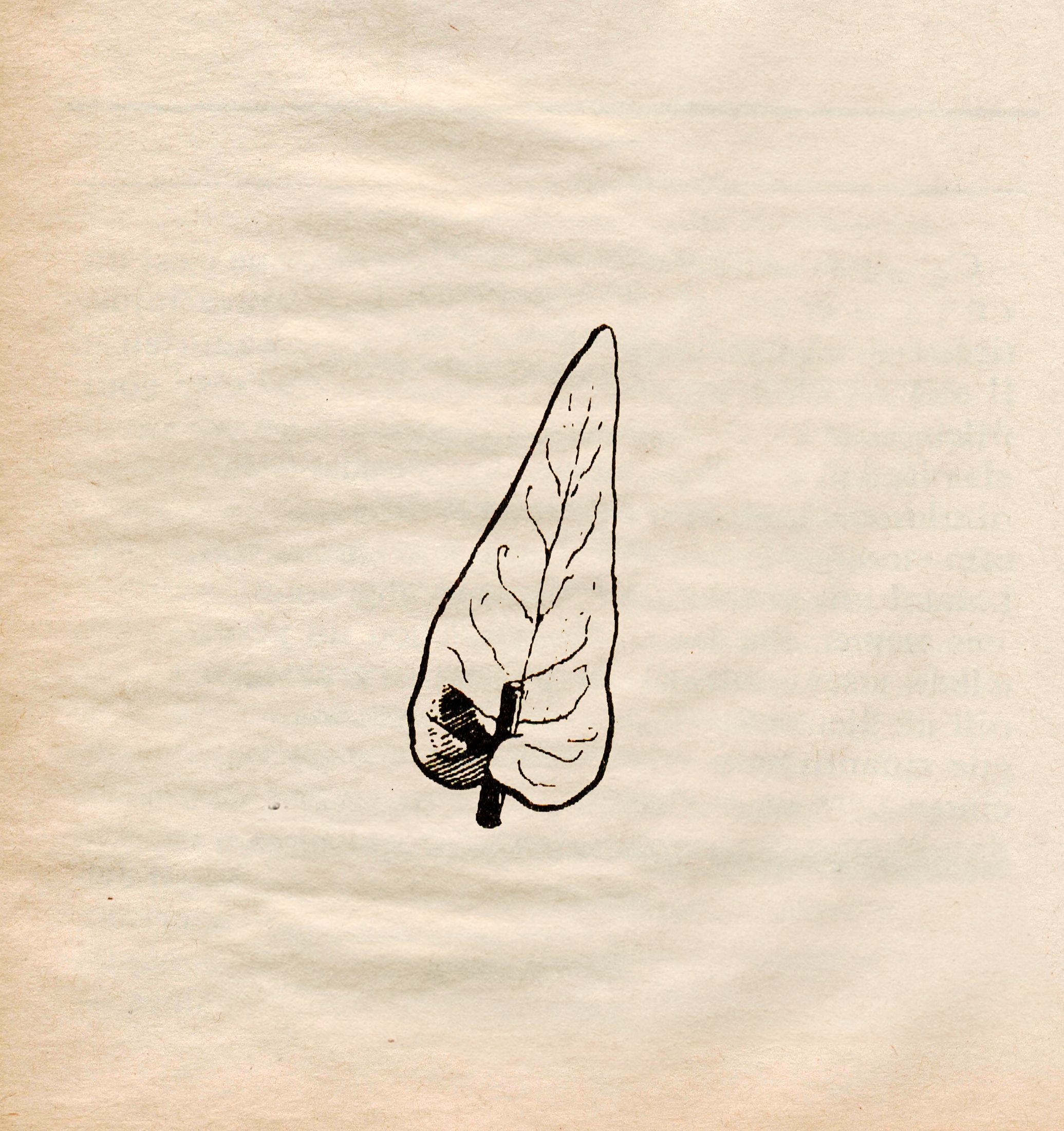 Botanic Scans, photo 6